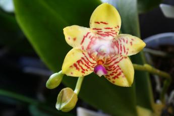 Phalaenopsis Orchid World Bonnie Vasquez